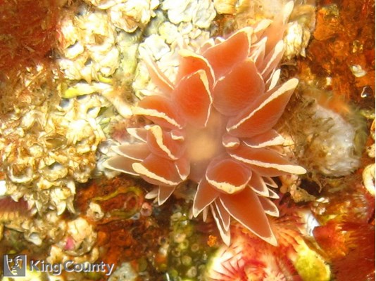 Photo of Dirona albolineata